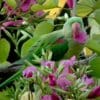 A wild Alexandrine Parakeet feeds on a flower petal