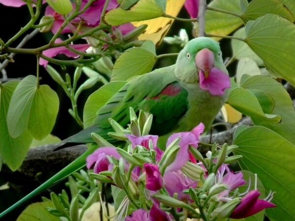 A wild Alexandrine Parakeet feeds on a flower petal