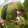 A wild Alexandrine Parakeet feeds in a flowering tree