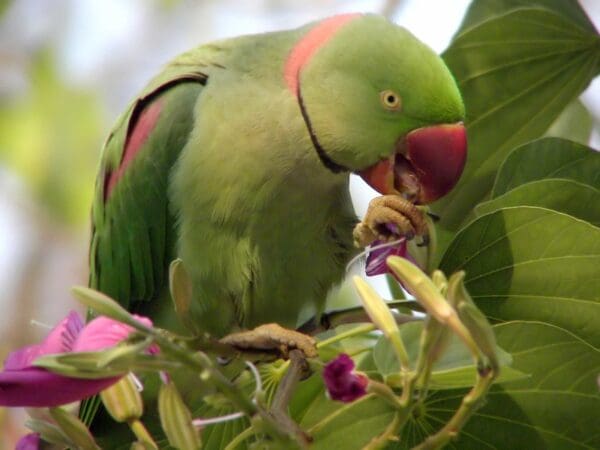 A wild Alexandrine Parakeet feeds in a flowering tree