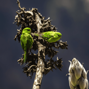 Wild Andean Parakeets perch on a snag