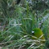 A wild Antipodes Green Parakeet hides in grasses