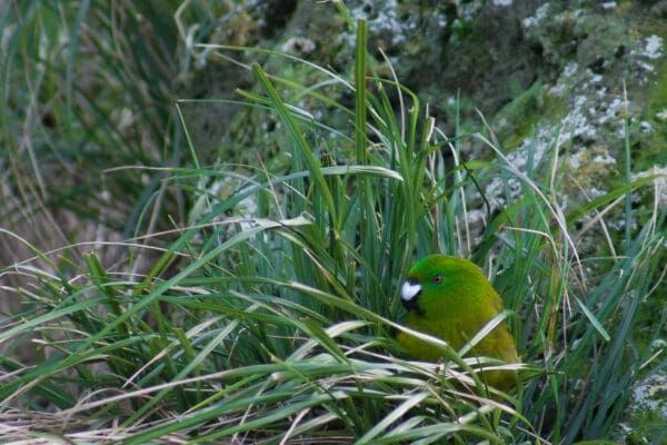 A wild Antipodes Green Parakeet hides in grasses