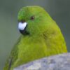 A closeup of a wild Antipodes Green Parakeet