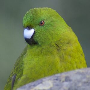 A closeup of a wild Antipodes Green Parakeet