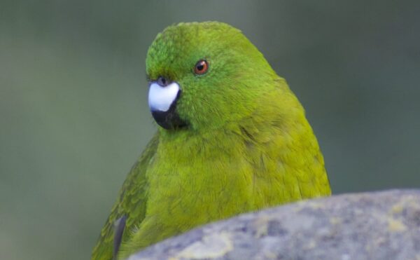 A closeup of a wild Antipodes Green Parakeet