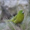 A wild Antipodes Green Parakeet perches in grasses