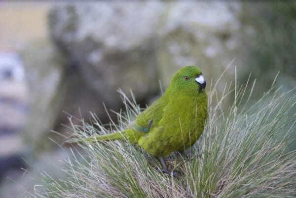 A wild Antipodes Green Parakeet perches in grasses