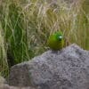 A wild Antipodes Green Parakeet perches on a rock