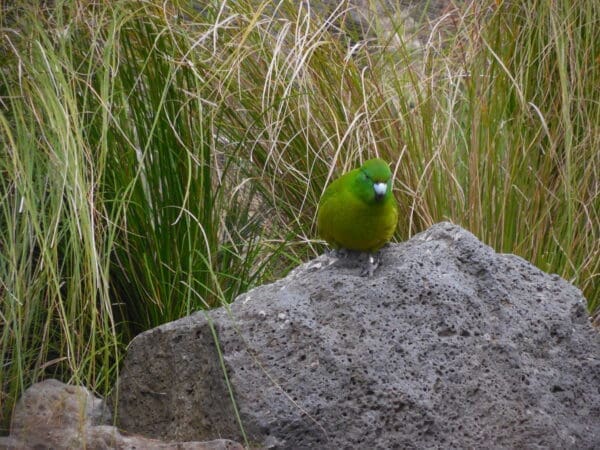 A wild Antipodes Green Parakeet perches on a rock