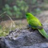 A wild Antipodes Green Parakeet perches on a rock