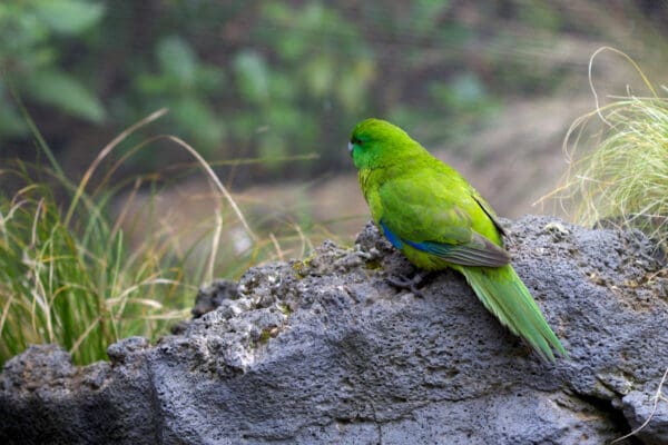 A wild Antipodes Green Parakeet perches on a rock