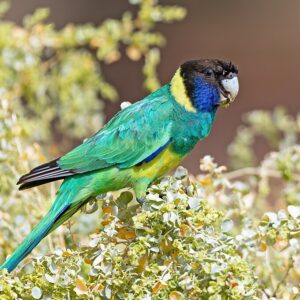 A wild Australian Ringneck feeds in a bush