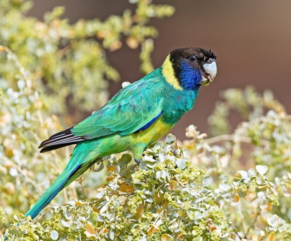 A wild Australian Ringneck feeds in a bush