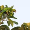 A wild Aztec Conure perches in a tree