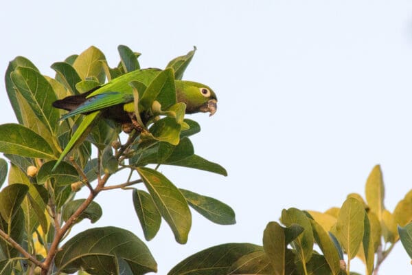 A wild Aztec Conure perches in a tree