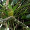 A wild Aztec Conure perches in a tree