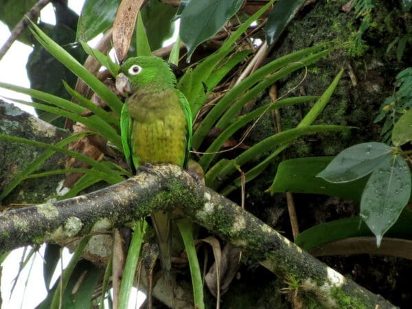 A wild Aztec Conure perches in a tree