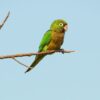 A wild Aztec Conure perches on a branch