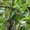 A wild Aztec Conure perches in a tree