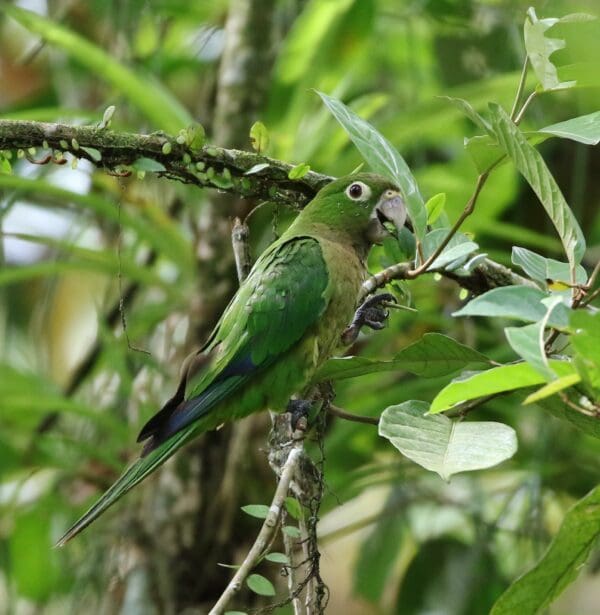 A wild Aztec Conure perches in a tree