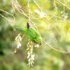 A wild Aztec Conure feeds on blossoms