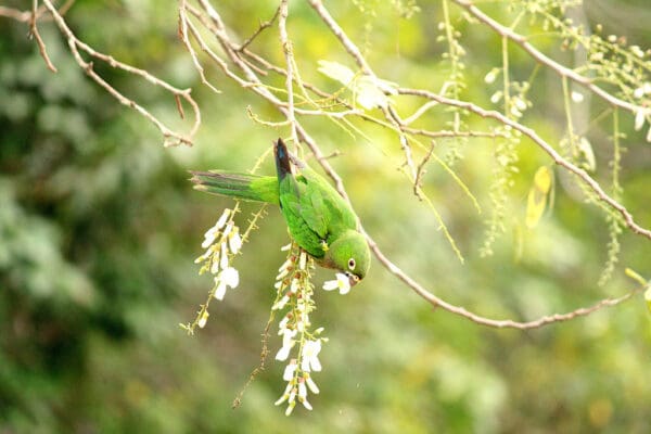 A wild Aztec Conure feeds on blossoms