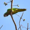 A wild Aztec Conure perches in a tree