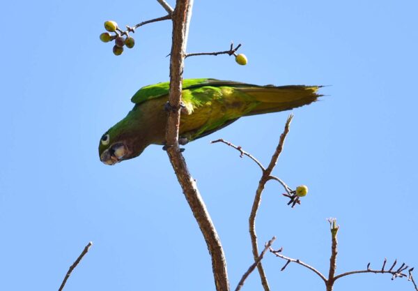 A wild Aztec Conure perches in a tree