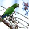 A wild Aztec Conure perches in a tree