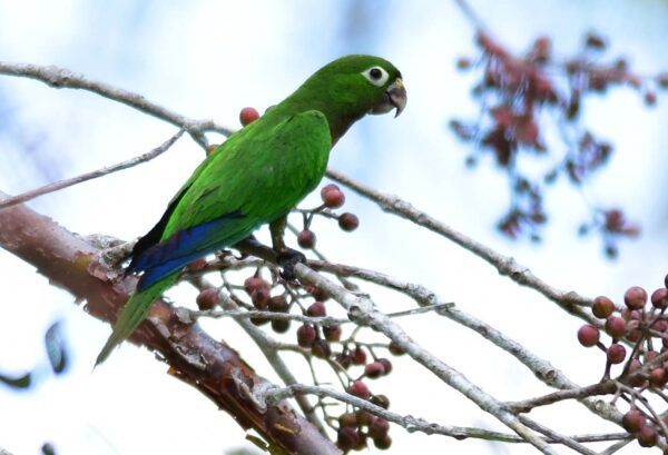 A wild Aztec Conure perches in a tree