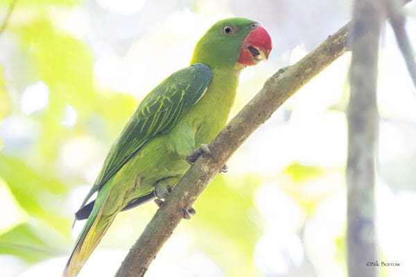 A wild Azure-rumped Parrot perches on a branch