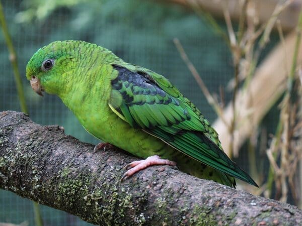 A companion Barred Parakeet perches on a branch