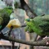 Companion Barred Parakeets feed on an apple