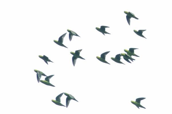 A flock of wild Barred Parakeets takes wing