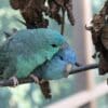 Companion Barred Parakeets preen each other