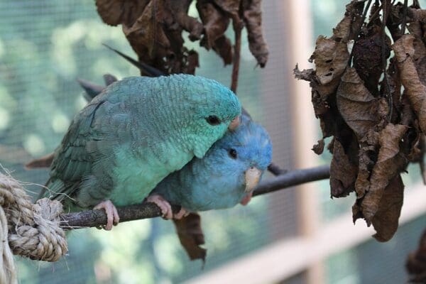 Companion Barred Parakeets preen each other