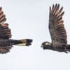 A pair of Baudin's Black Cockatoos in flight