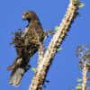 A wild Black Parrot clings to a spiny limb