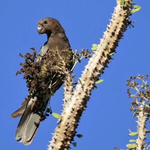 A wild Black Parrot clings to a spiny limb