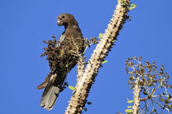 A wild Black Parrot clings to a spiny limb