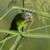 A wild female Blossom-headed Parakeet feeds on grass seeds