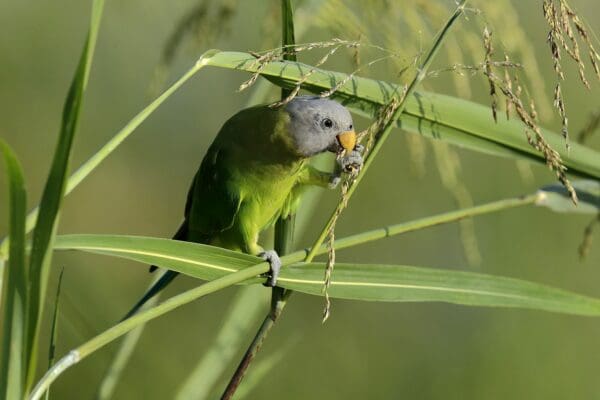 A wild female Blossom-headed Parakeet feeds on grass seeds