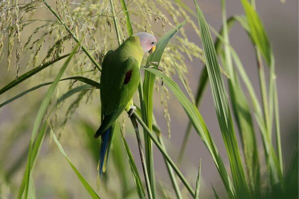 A wild female Blossom-headed Parakeet feeds on grass seeds