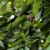 A wild male Blossom-headed Parakeet perches in a leafy tree