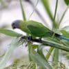 A wild female Blossom-headed Parakeet creeps along a branch