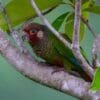 A wild Azuero Conure crouches on a branch