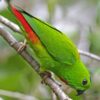 A wild male Blue-crowned Hanging Parrot crawls down a branch