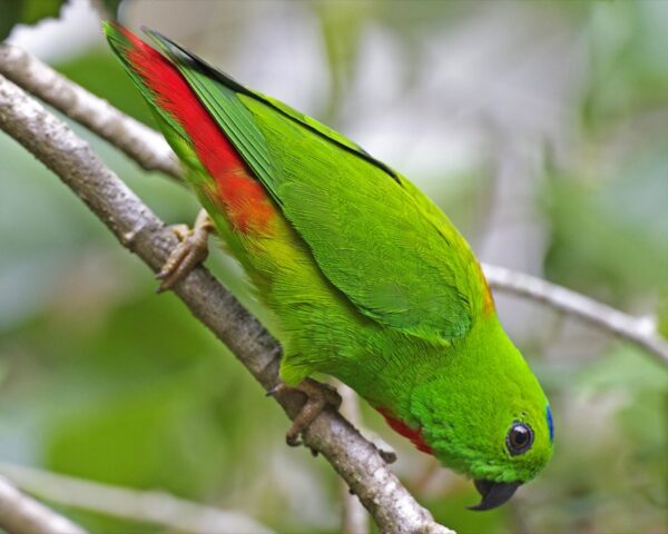 A wild male Blue-crowned Hanging Parrot crawls down a branch