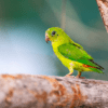 A wild female Blue-crowned Hanging Parrot perches on a limb